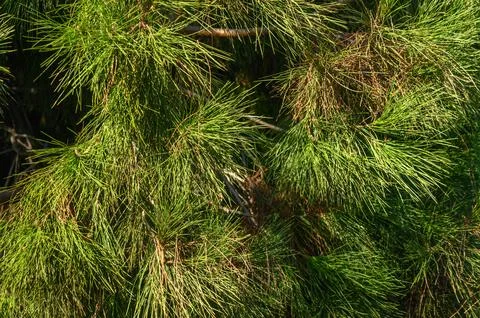 Green branches of a coniferous tree as a background 1 Stock Photos