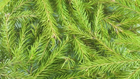 Green branches of a coniferous tree with needles fill the entire screen Video stock 107110649