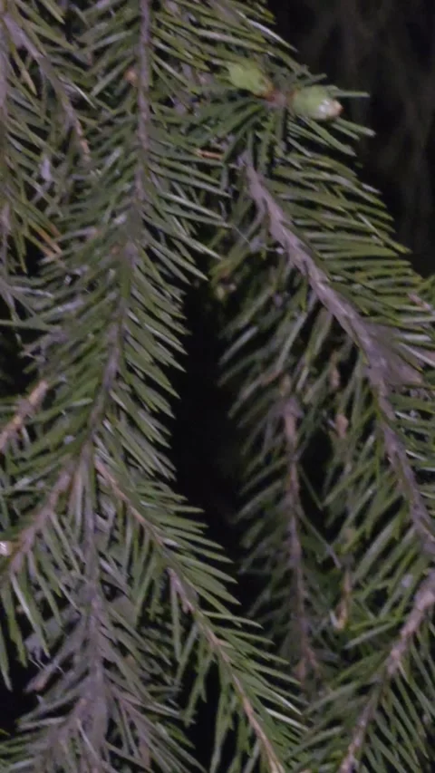 Green branches of a coniferous tree in the park Stock Footage 334378417
