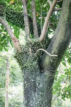 Green Branches Covered by Intertwined Tree Foliage Stock Photos