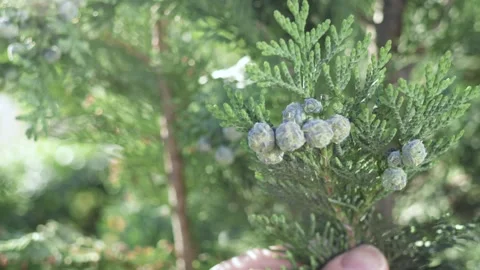 Green branches, cypress cones. Background for design. Nature in spring. Stock Footage 276525891