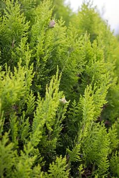 Green branches of decorative tree Stock Photos