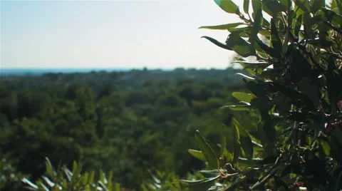 Green Branches Stock Footage 42951995