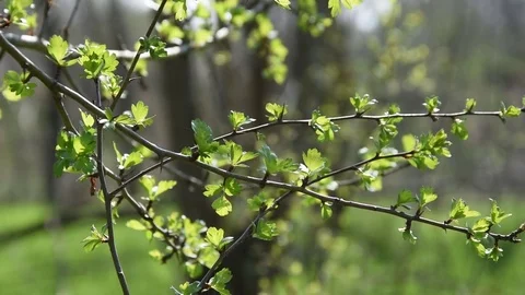 Green branches Stock Footage 73893857