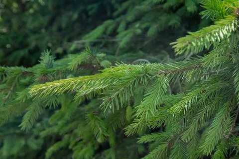 Green branches of a forest tree. Stock Photos