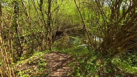Green branches frame a winding forest trail. Balkan, Eastern Europe, POV Vidéo 333589712