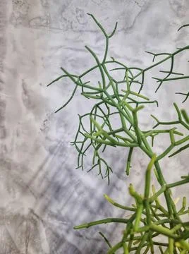 Green branches on gray background Foto stock