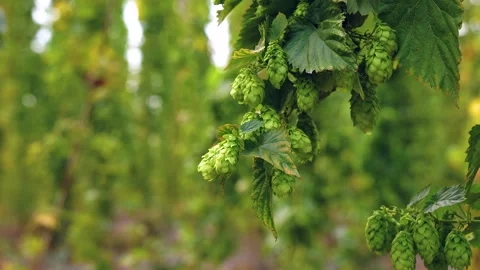 Green branches of hops in natural light, close-up. Green fresh hop cones for Video stock 283769735
