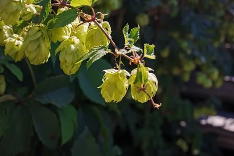 Green branches of hops in natural light close up Stock Photos