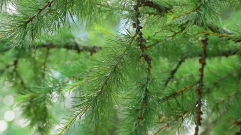 Green branches of a larch Stock Footage 62475646