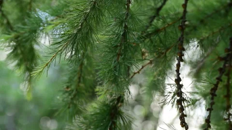 The green branches of a larch Stock Footage 64149788