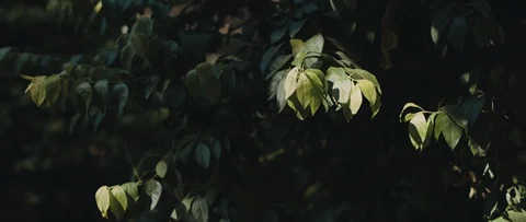 Green branches with leaves blowing in the wind in the middle of the woods Stock Footage 126738722