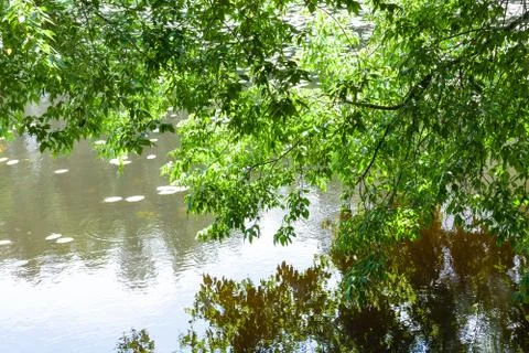 Green branches of maple ash tree over forest pond Stock Photos