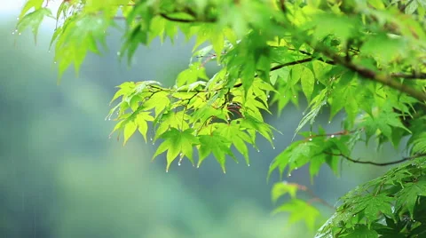 Green branches of maple in the rain. Stock Footage 56234369