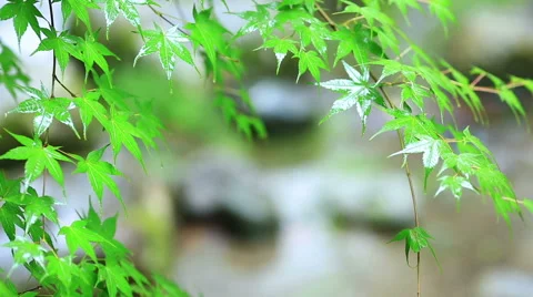 Green branches of maple in the rainy weather. Stock Footage 56234340
