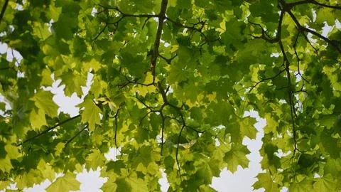 The green branches of a maple tree on a summer day. Stock Photos
