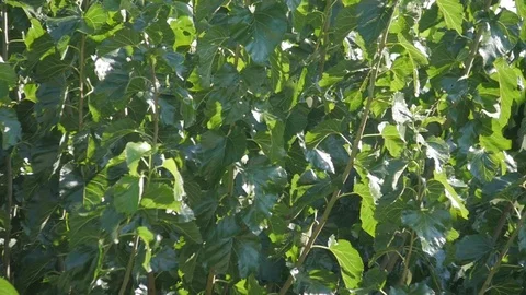 Green branches moving slowly in the wind Video stock 76560138