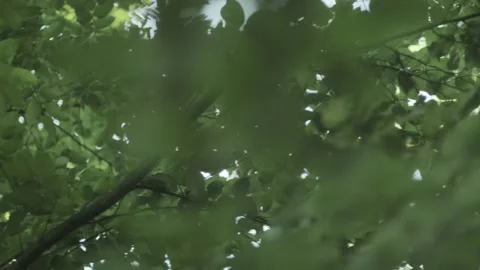 Green branches moving at wind, Tacking shot Stock Footage 136760301