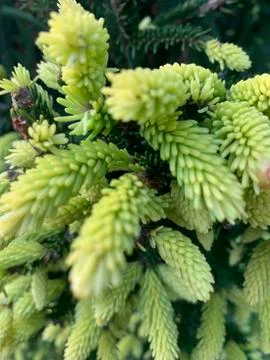 Green branches of needles Stock Photos