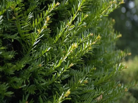 Green branches with needles swaying in the wind Stock Footage 78612792