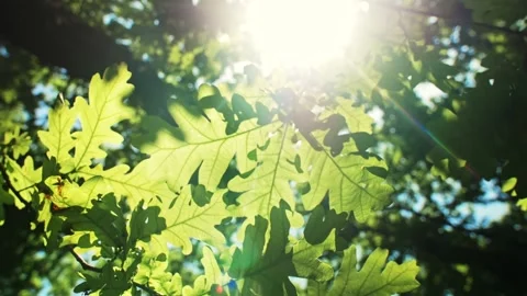 Green branches of oak-tree Stock-Footage 160643002
