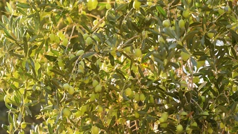 Green branches of oilve trees isolated on sunny clear blue sky background Stock Footage 195004264