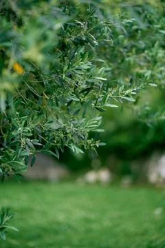 Green branches of an olive tree. Close-up Stock Photos