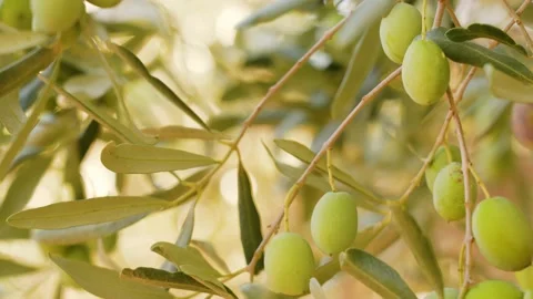 Green branches of olive tree growing in local garden outside Stock Footage 197427948