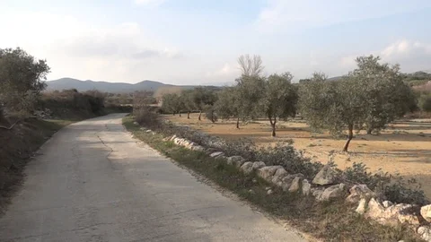 The green branches of an olive tree in Sant Mateu Stock-Footage 124695482