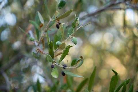 Green branches of the olive tree with small olives on it Stock Photos