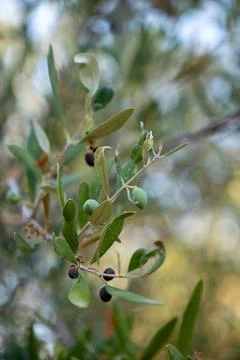 Green branches of the olive tree with small olives on it Stock Photos