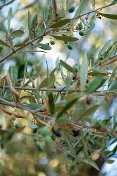 Green branches of the olive tree with small olives on it Stock Photos