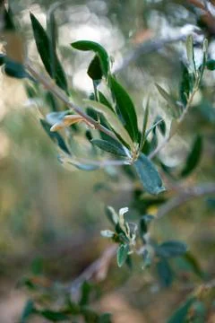 Green branches of the olive tree with small olives on it Stock Photos