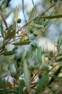 Green branches of the olive tree with small olives on it Stock Photos