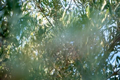 Green branches of the olive tree with small olives on it Stock Photos