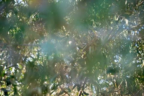 Green branches of the olive tree with small olives on it Stock Photos