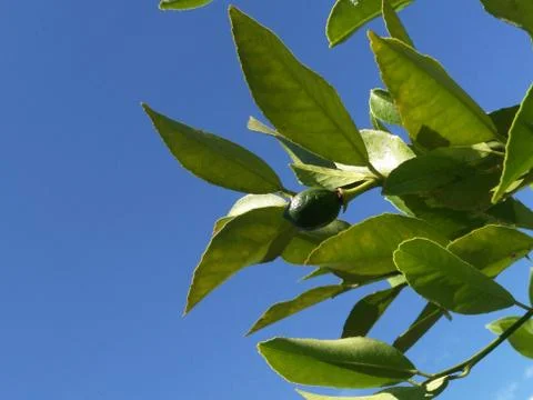 Green branches with one small green lemon lime on a background of pure ultram Stock Photos