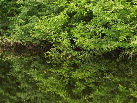 Green branches over the quiet surface of the pond Stock Photos