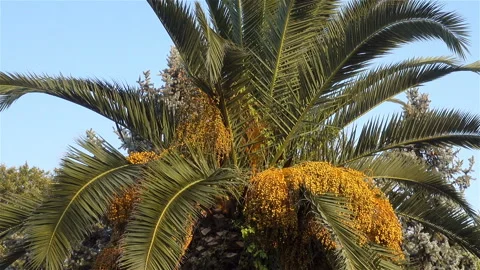 Green branches of a palm tree Stock Footage 123917069