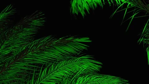 The green branches of a palm tree illuminated by light in the dark of the night. 库存影片 341916112
