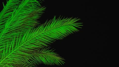 The green branches of a palm tree illuminated by light in the dark of the night. Stockbeeldmateriaal 341916146