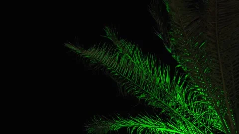 The green branches of a palm tree illuminated by light in the dark of the night. Stock Footage 341916172