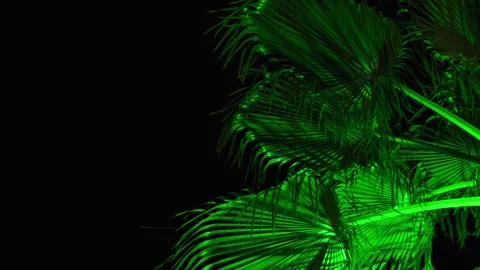 The green branches of a palm tree illuminated by light in the dark of the night. Stock Footage 341916191