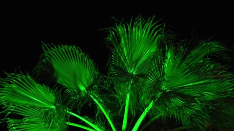 The green branches of a palm tree illuminated by light in the dark of the night. Stock Footage 341916231