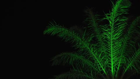The green branches of a palm tree illuminated by light in the dark of the night. Stock Footage 341916382