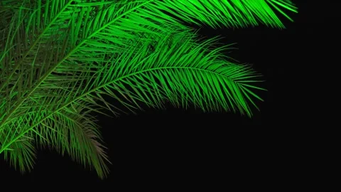 The green branches of a palm tree illuminated by light in the dark of the night. Stock Footage 341916955