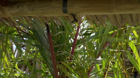 Green branches of a palm tree swaying in the wind. Vídeos de archivo 125547154