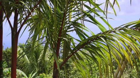 Green branches of a palm tree swaying in the wind. 스톡 동영상 125547357