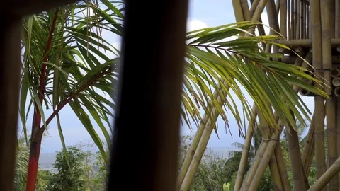 Green branches of a palm tree swaying in the wind. Vídeo Stock 125932092