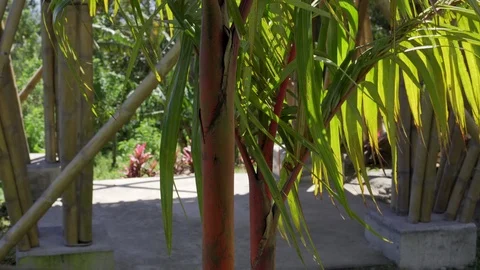 Green branches of a palm tree swaying in the wind. Vídeo Stock 125932192